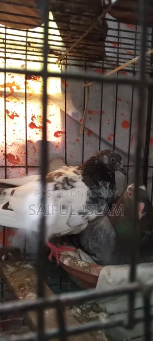 Pigeon Adult's