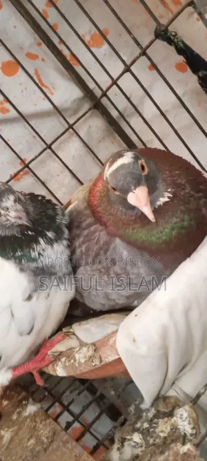 Pigeon Adult's