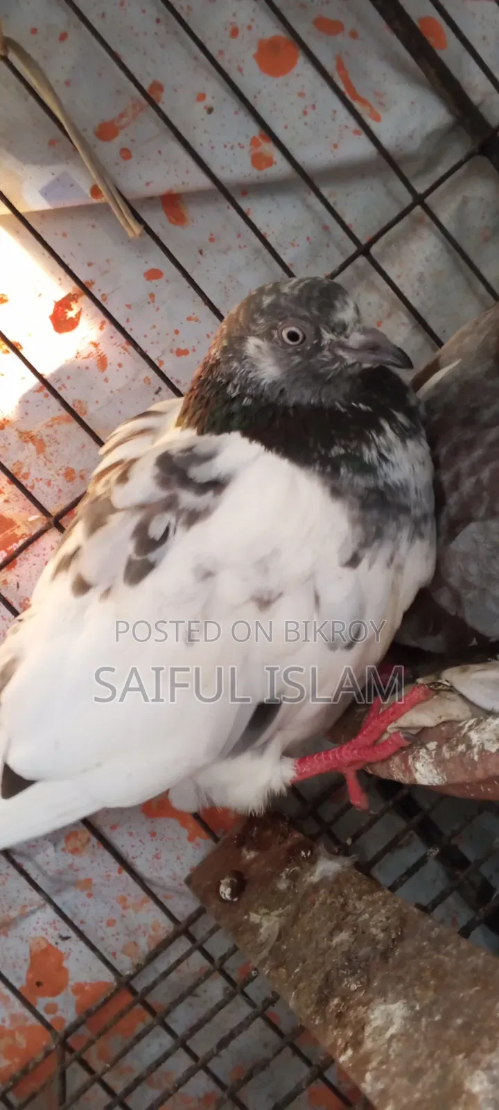Pigeon Adult's