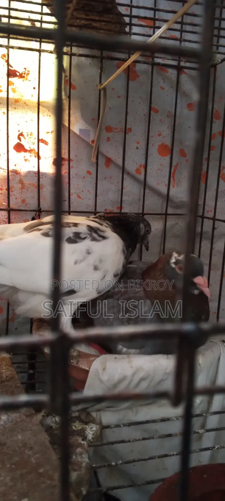 Pigeon Adult's
