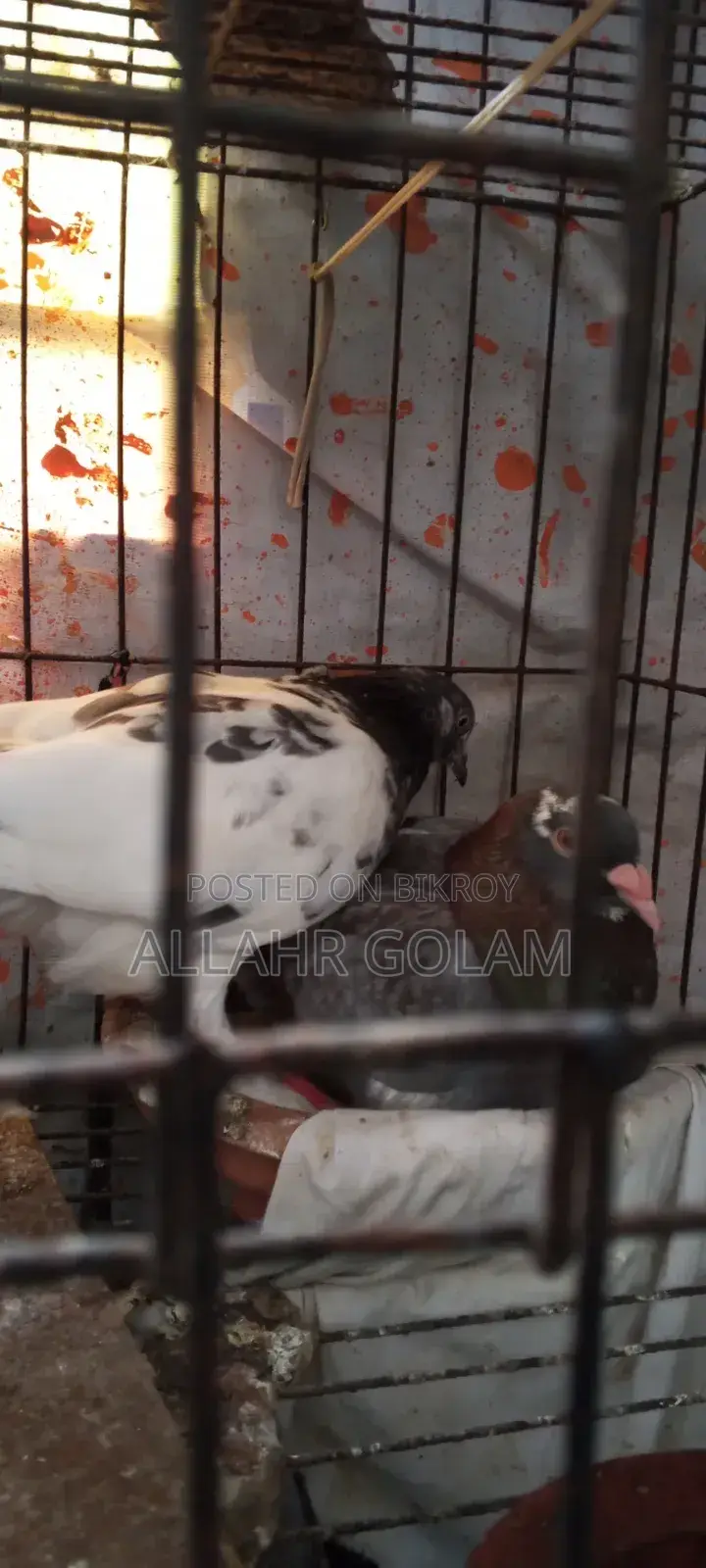Pigeon Adult's