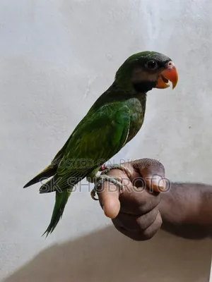 Parrot Chick