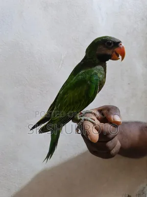 Parrot Chick