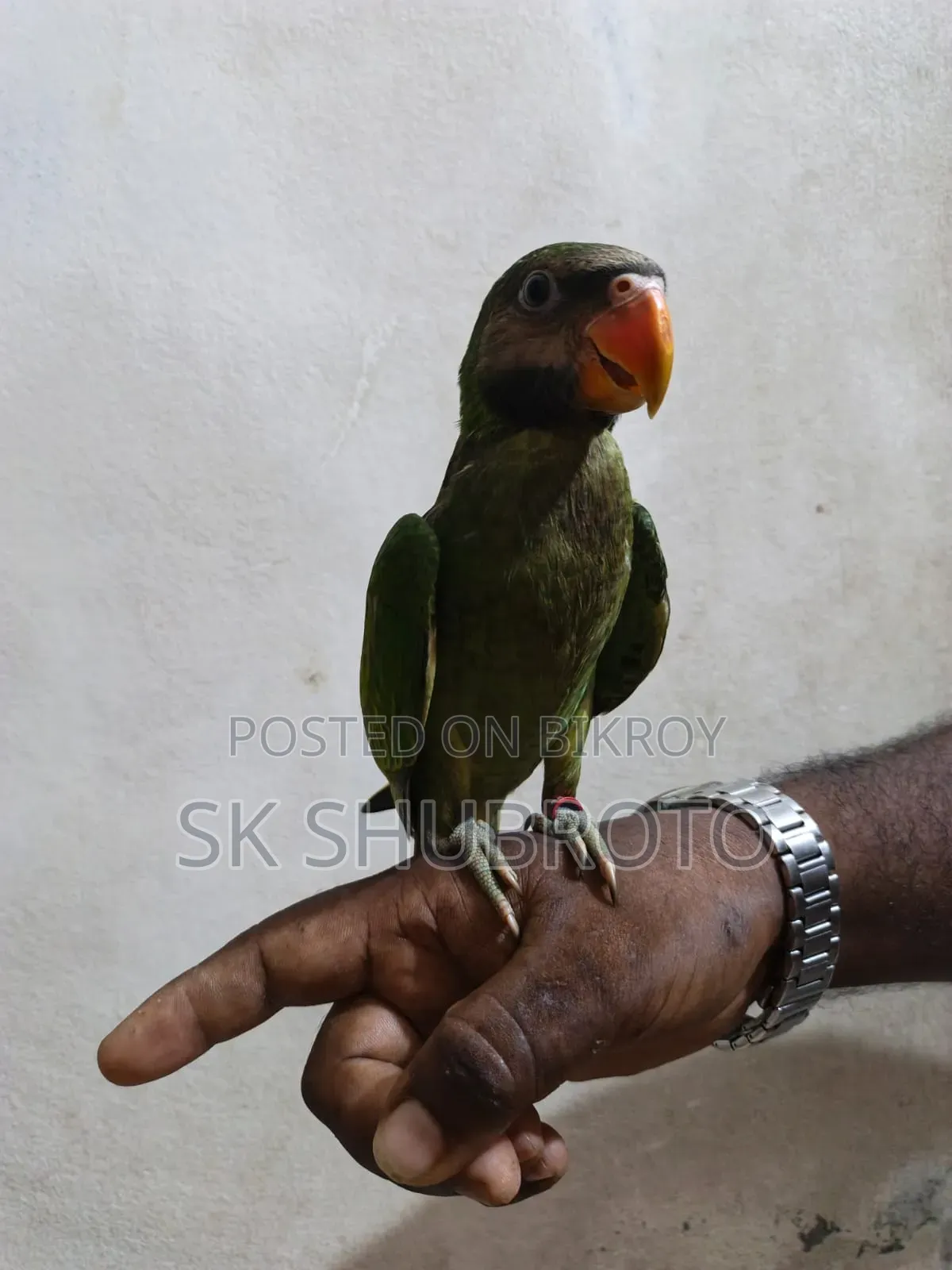 Parrot Chick