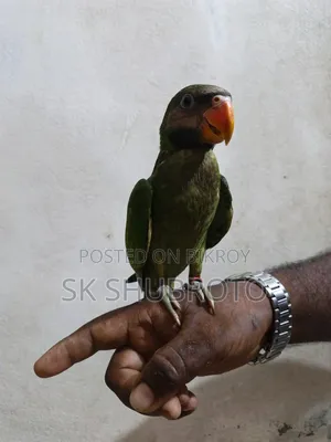 Parrot Chick