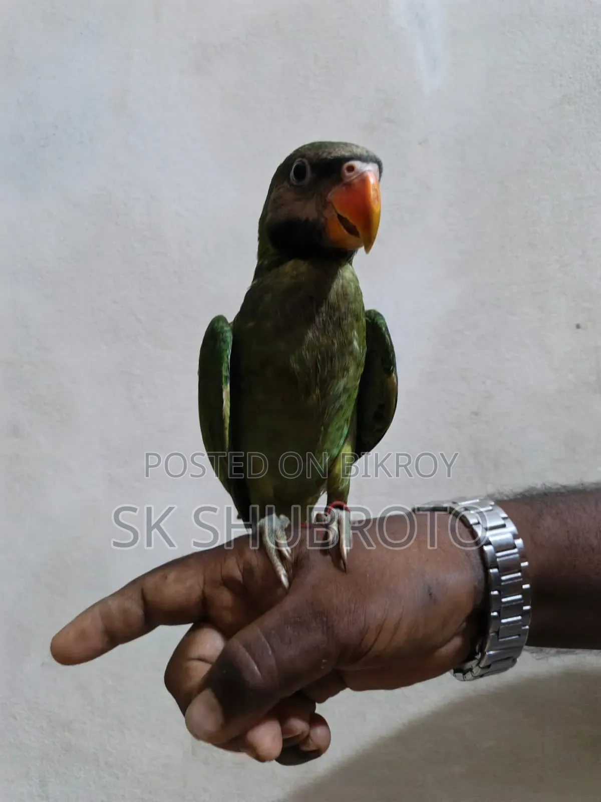 Parrot Chick