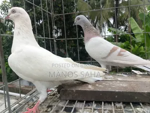 Giribaz Pigeon