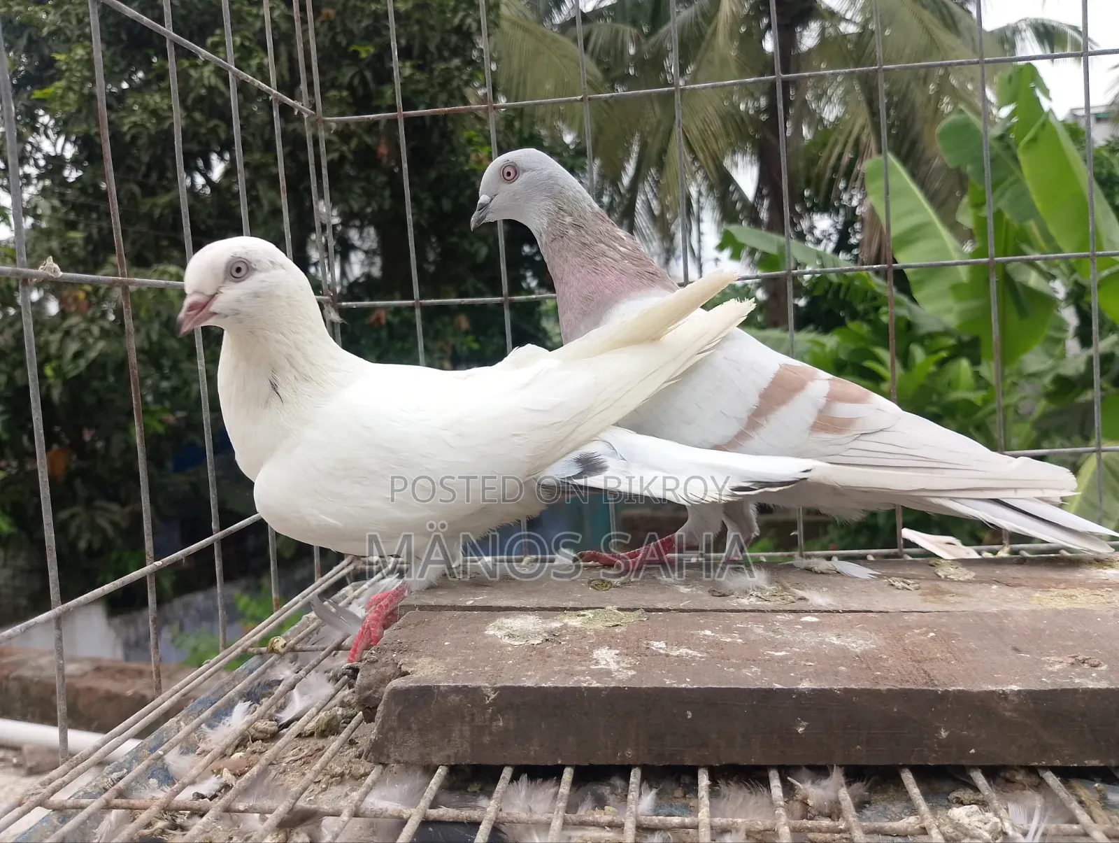 গিরিবাজ কবুতর