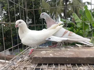 গিরিবাজ কবুতর