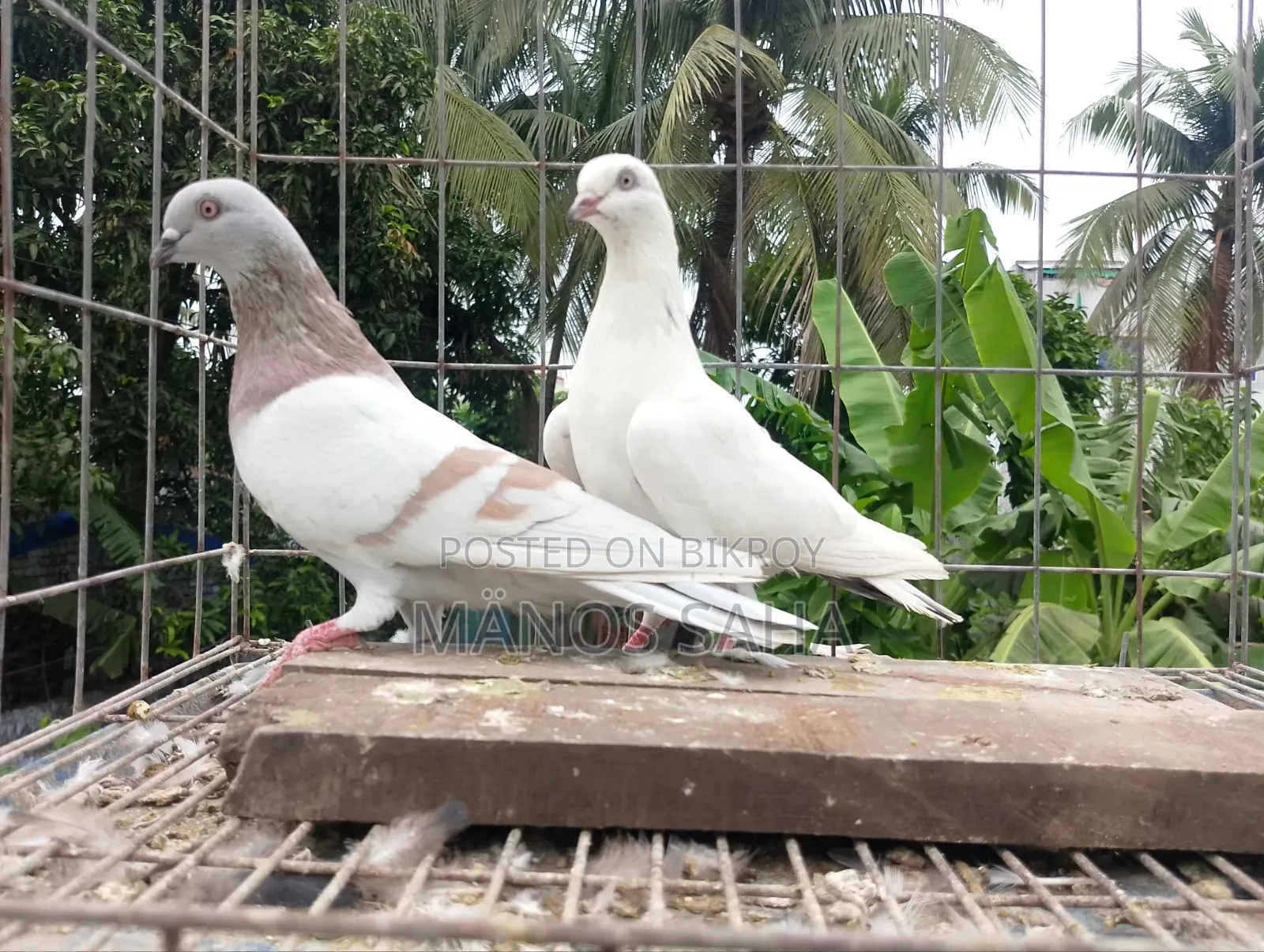 গিরিবাজ কবুতর