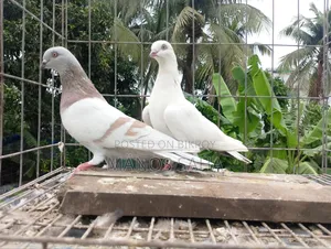 গিরিবাজ কবুতর