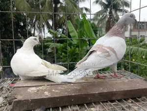 গিরিবাজ কবুতর