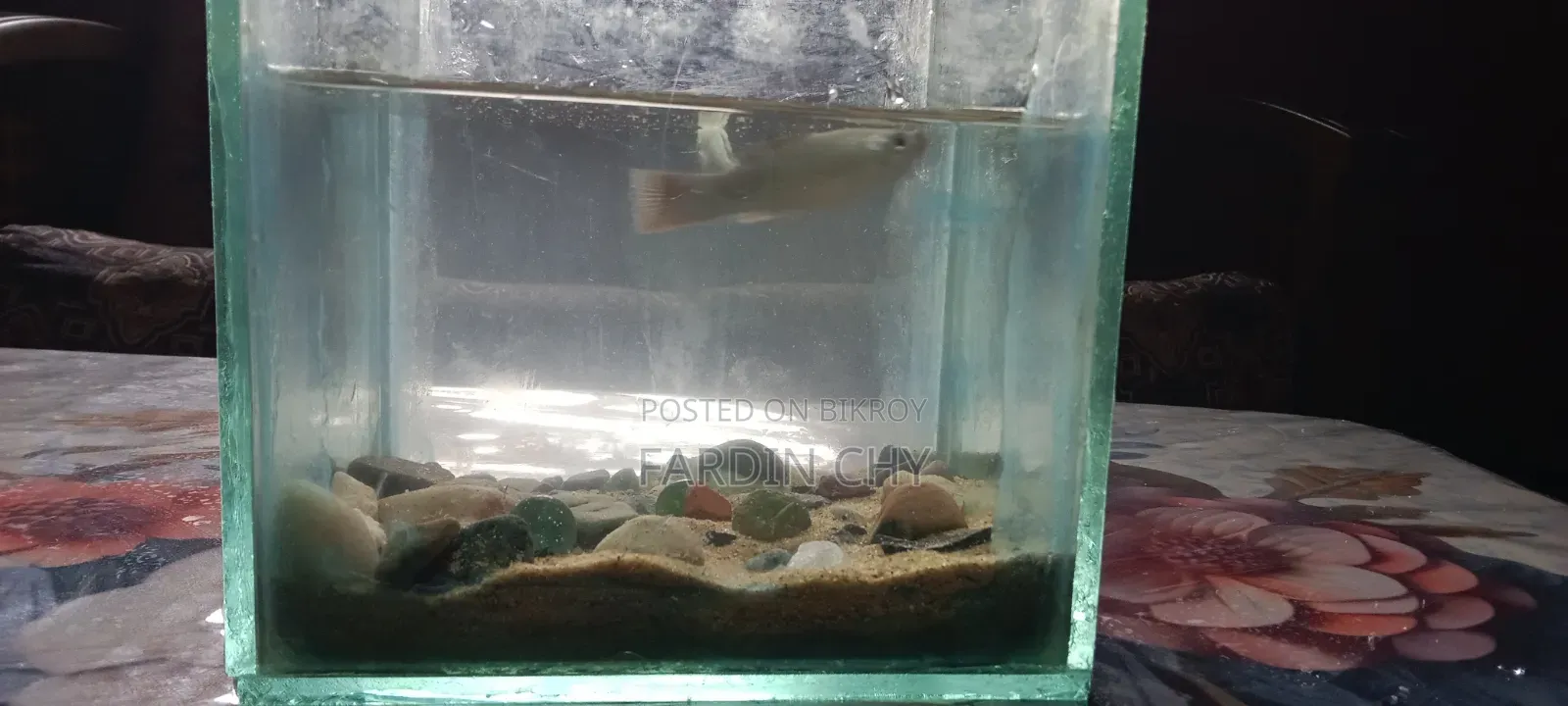 অ্যাকোয়ারিয়াম ফুল সেট