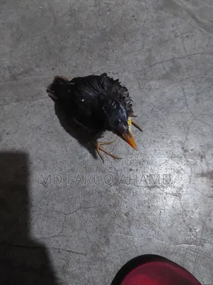 Common Myna bird