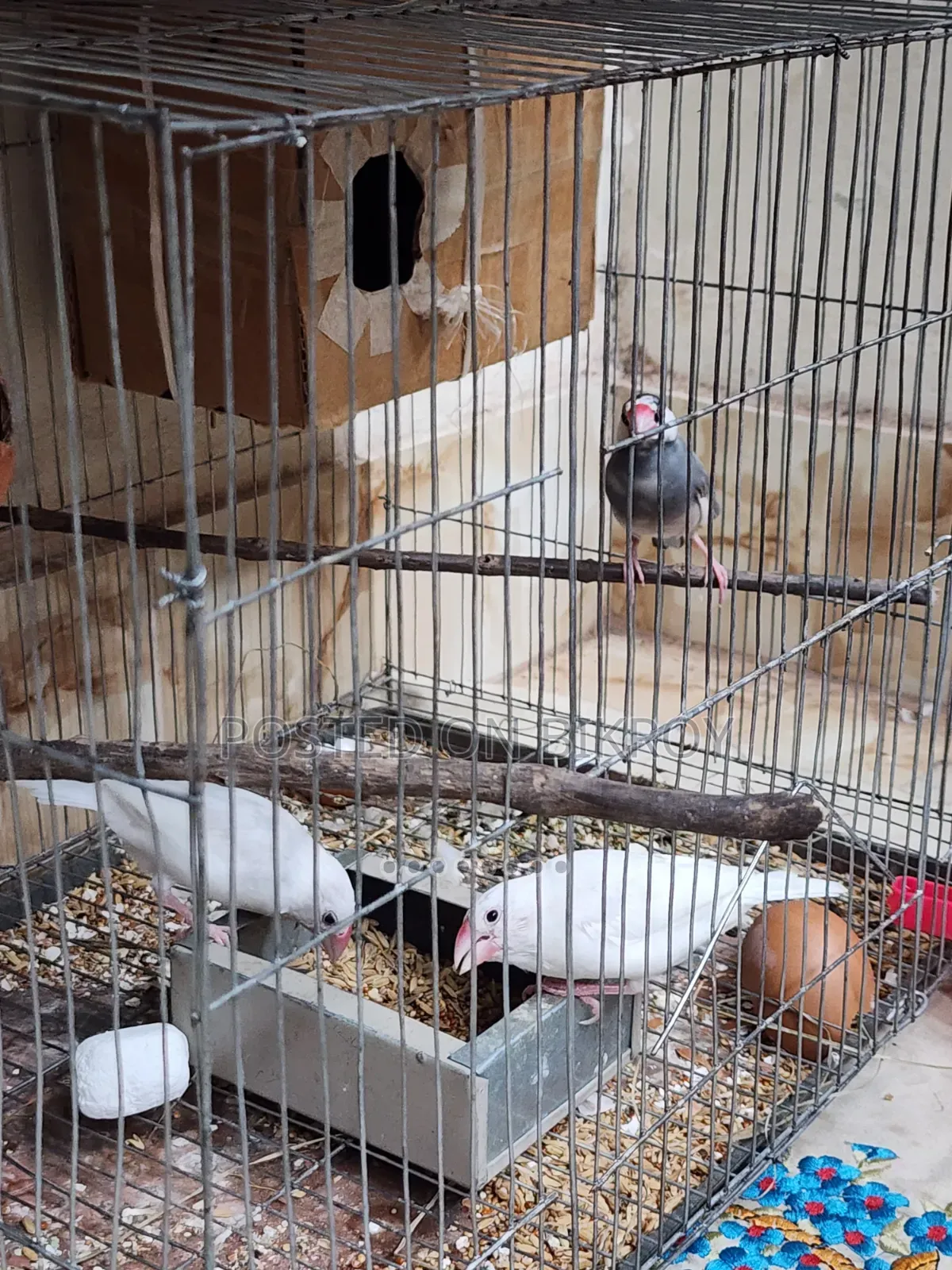 Java Sparrow