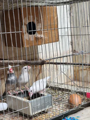 Java Sparrow
