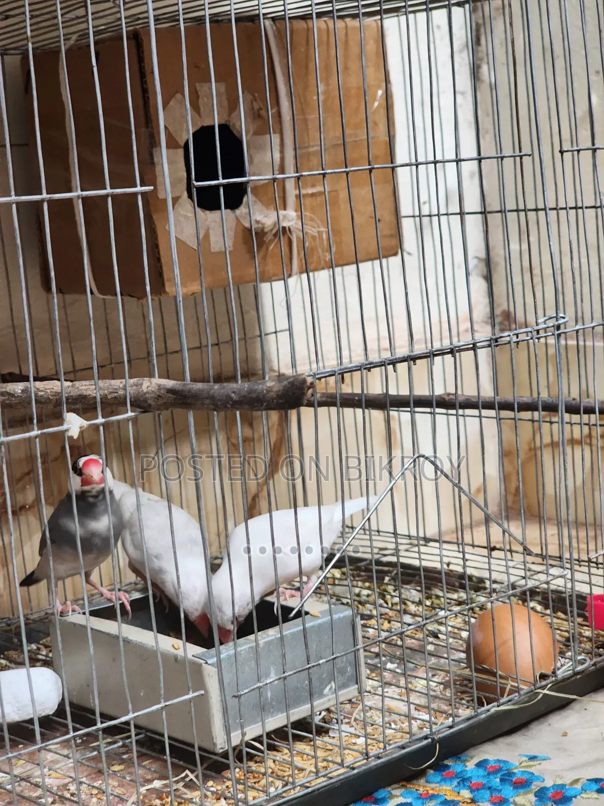 Java Sparrow