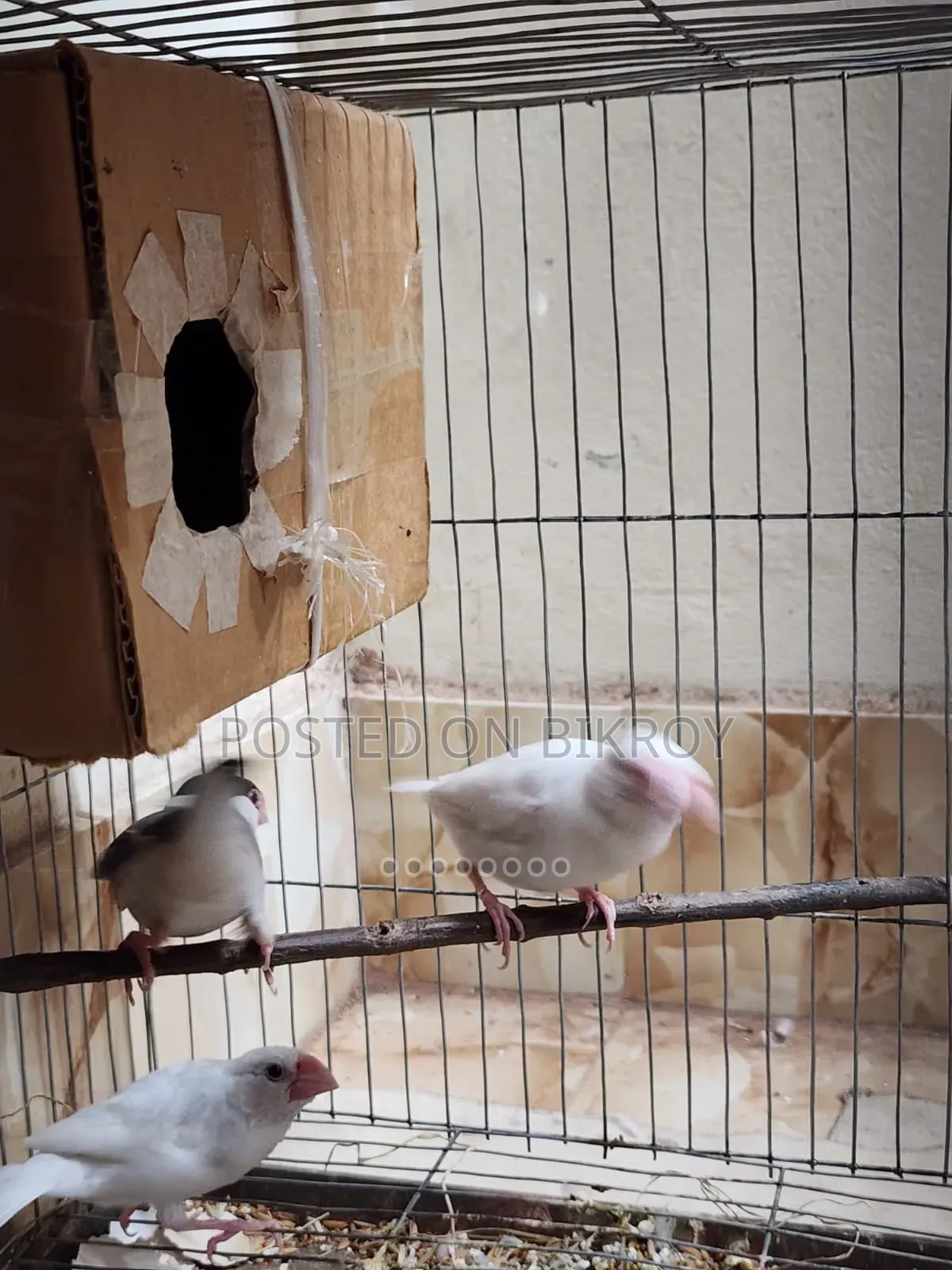 Java Sparrow