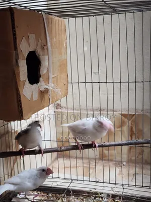 Java Sparrow