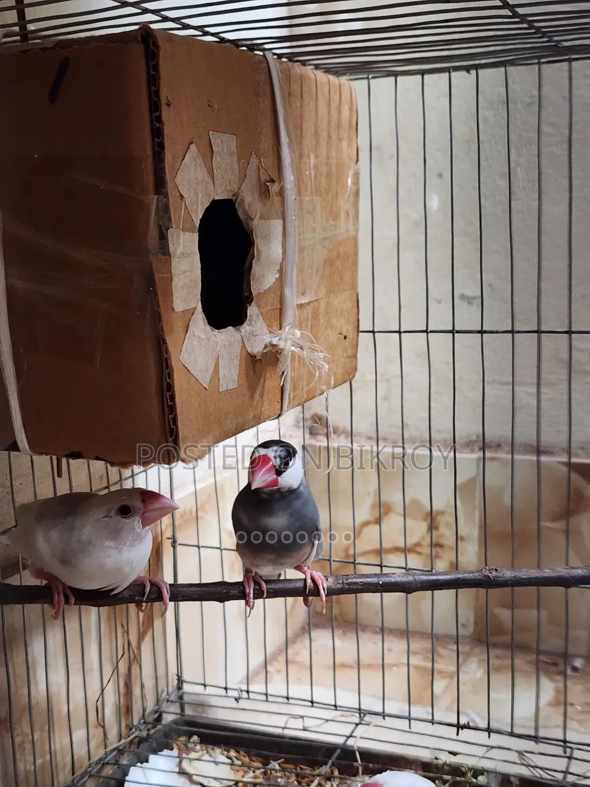 Java Sparrow