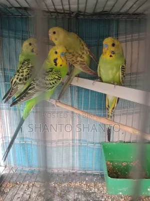 Beautiful Budgie birds for sale