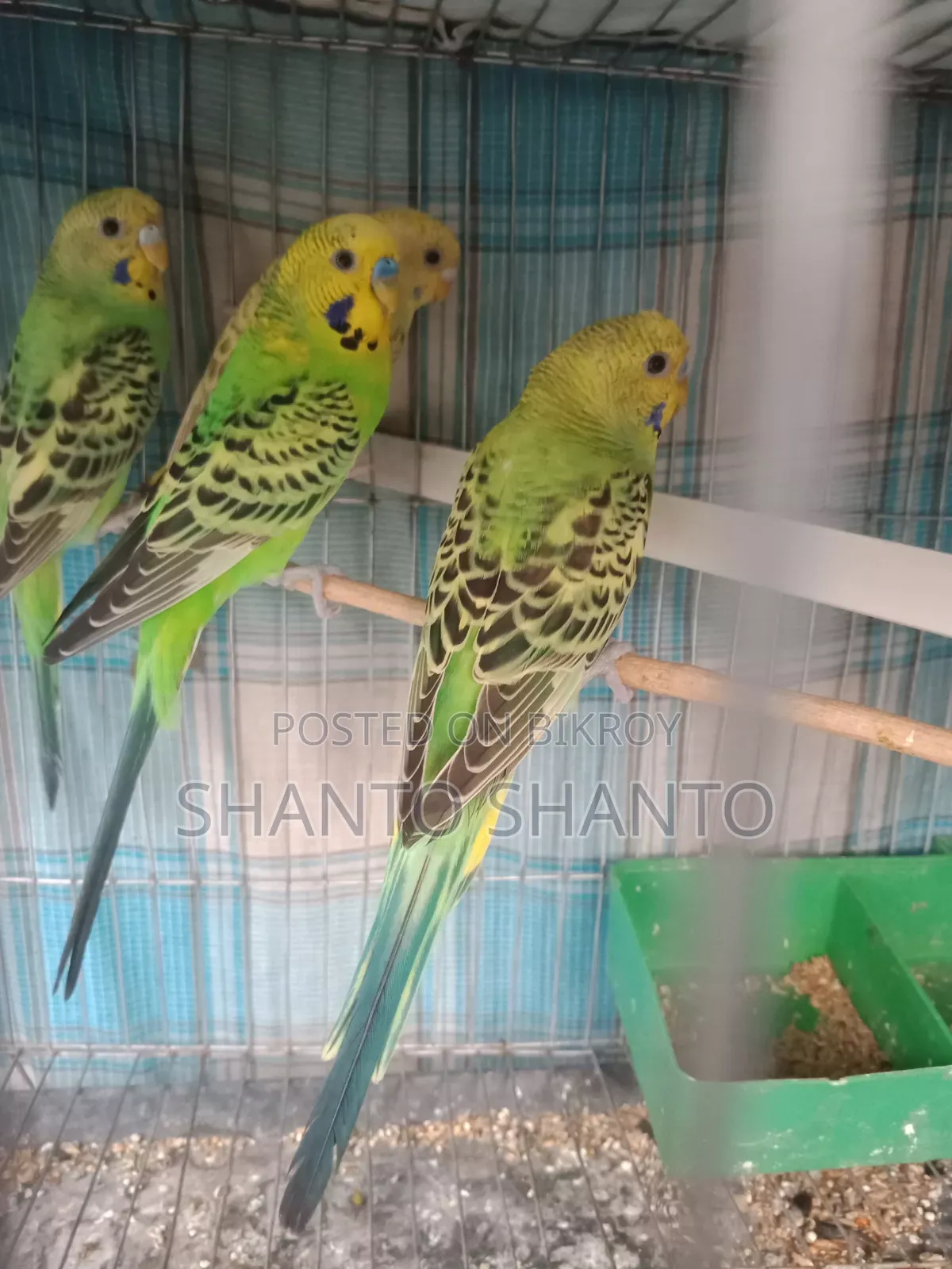 Beautiful Budgie birds for sale