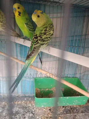 Beautiful Budgie birds for sale