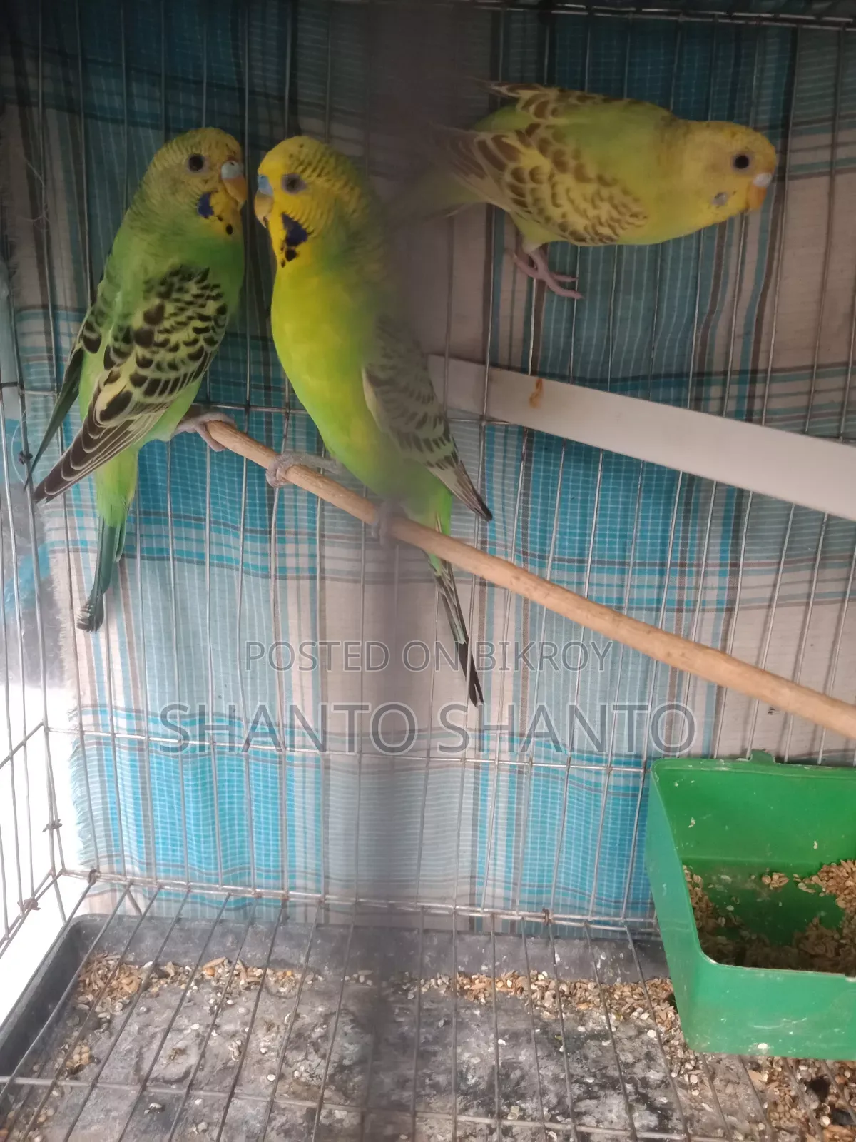 Beautiful Budgie birds for sale