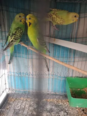 Beautiful Budgie birds for sale