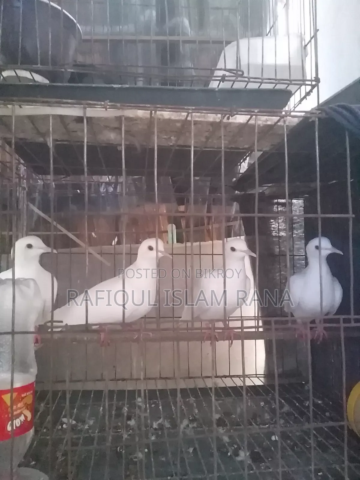 অস্ট্রেলিয়ান ঘুঘু মাস্টার পেয়ার
