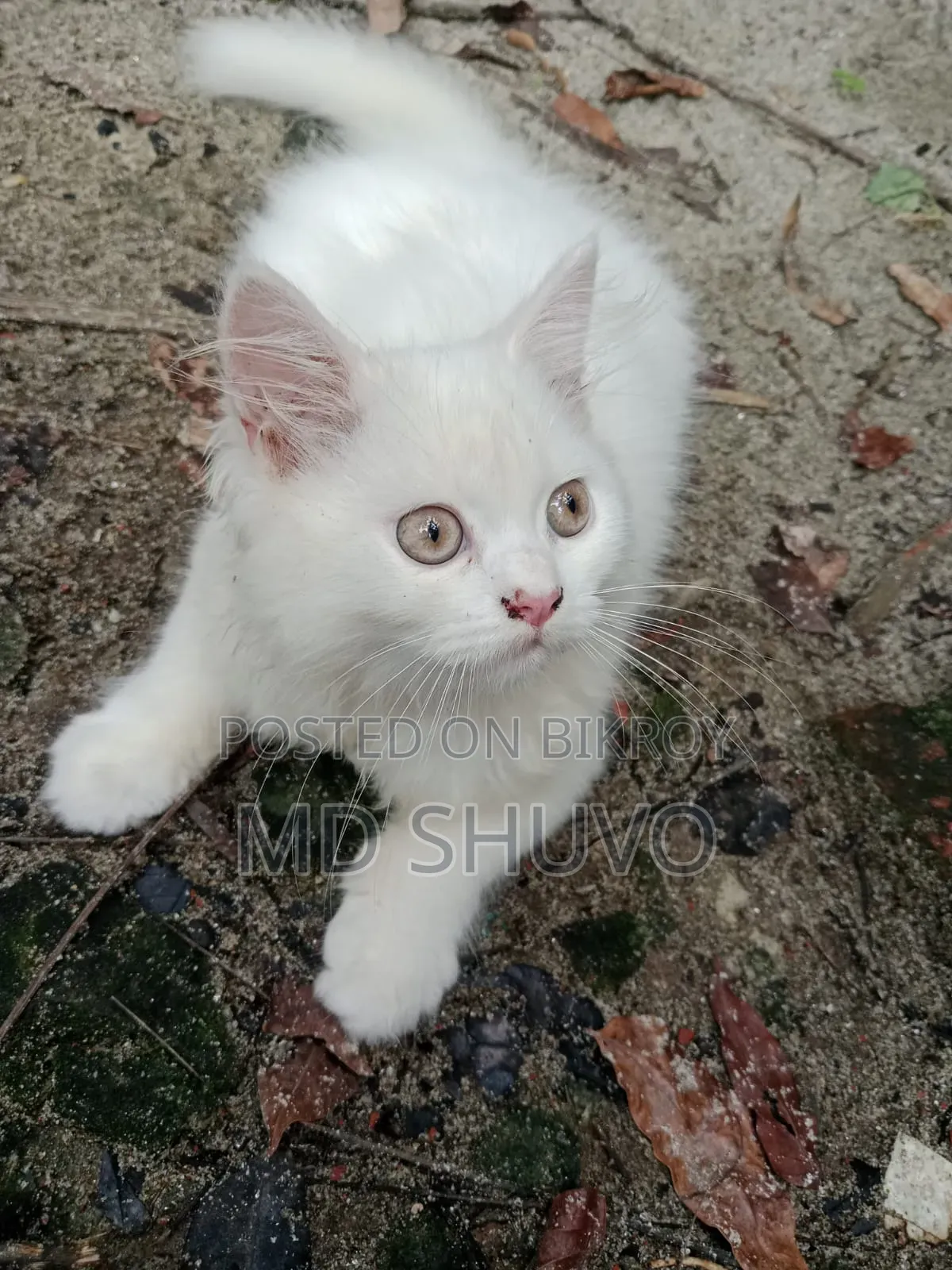 1-3 months Female Purebred Persian