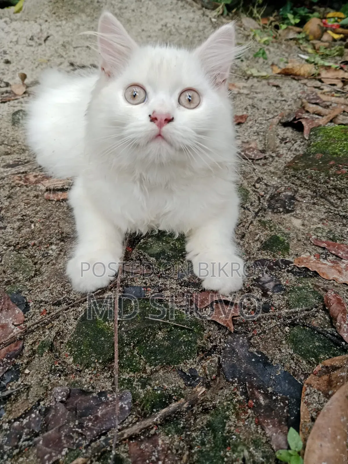 1-3 months Female Purebred Persian