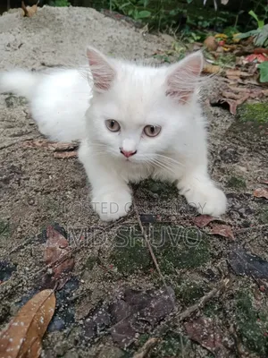 1-3 months Female Purebred Persian