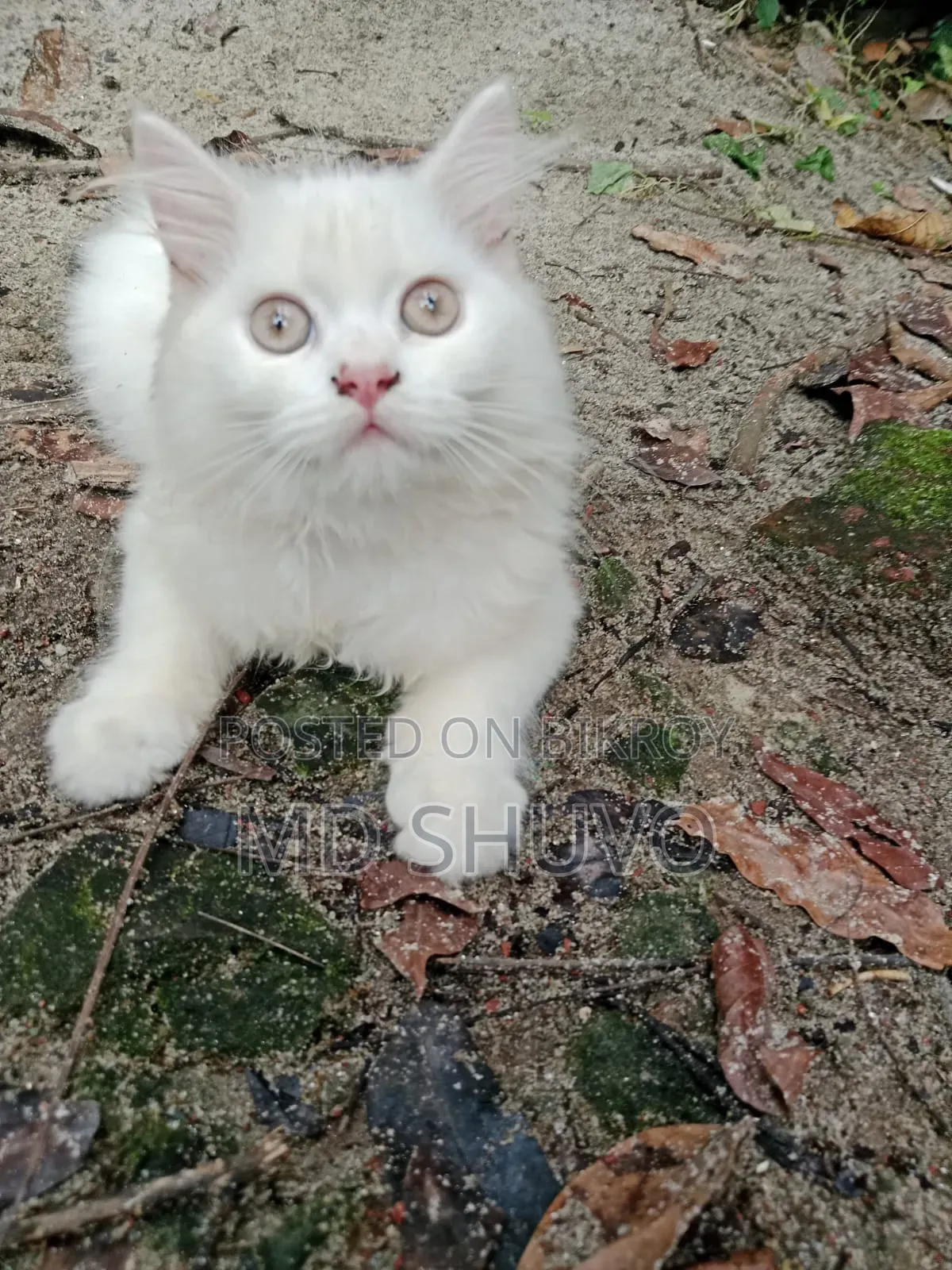 1-3 months Female Purebred Persian