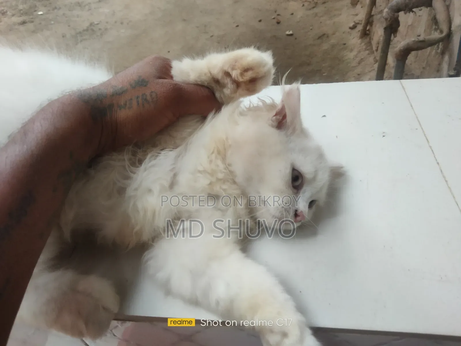 1-3 months Female Purebred Persian