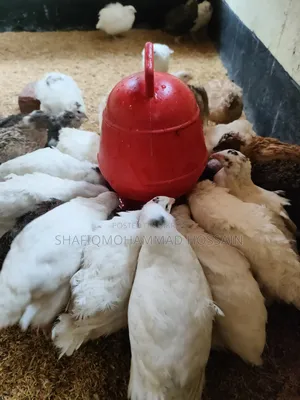 European Giant Coturnix Quail Chicks and Hatching Eggs