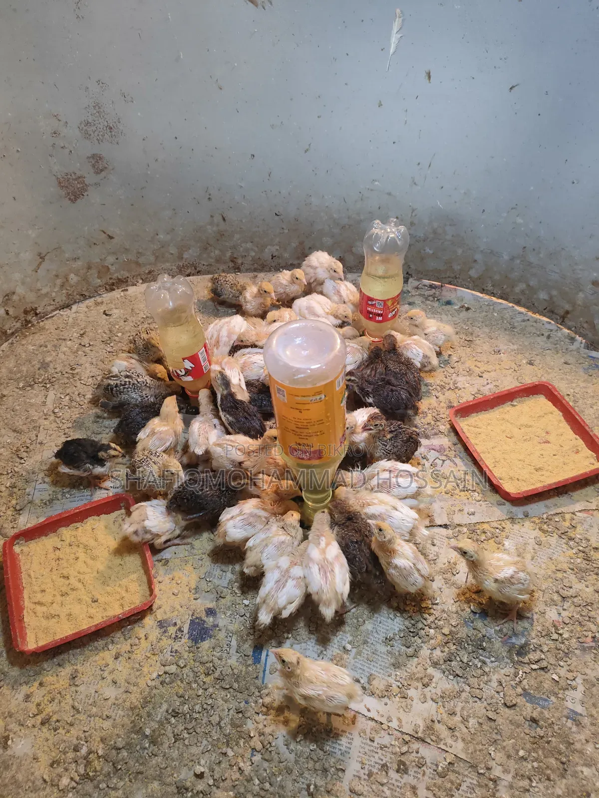European Giant Coturnix Quail Chicks and Hatching Eggs