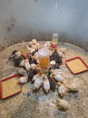 European Giant Coturnix Quail Chicks and Hatching Eggs