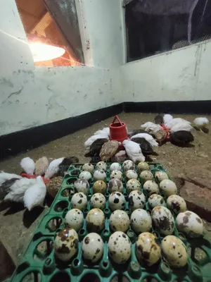 European Giant Coturnix Quail Chicks and Hatching Eggs