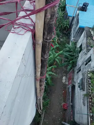 Bamboo / Bamboo