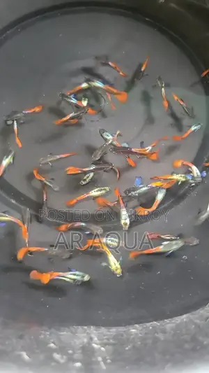 আরটিপি মিক্স গাপ্পি