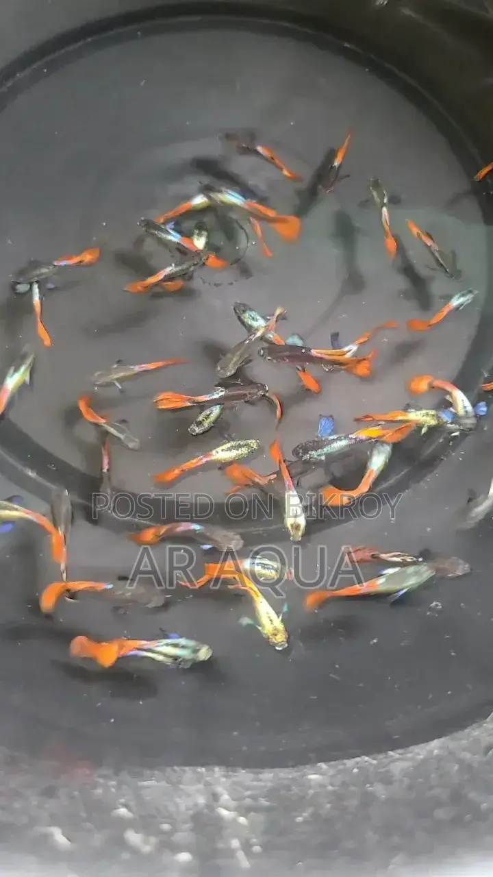 RTP Mix Guppy