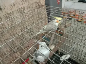 Cockatiel Bird