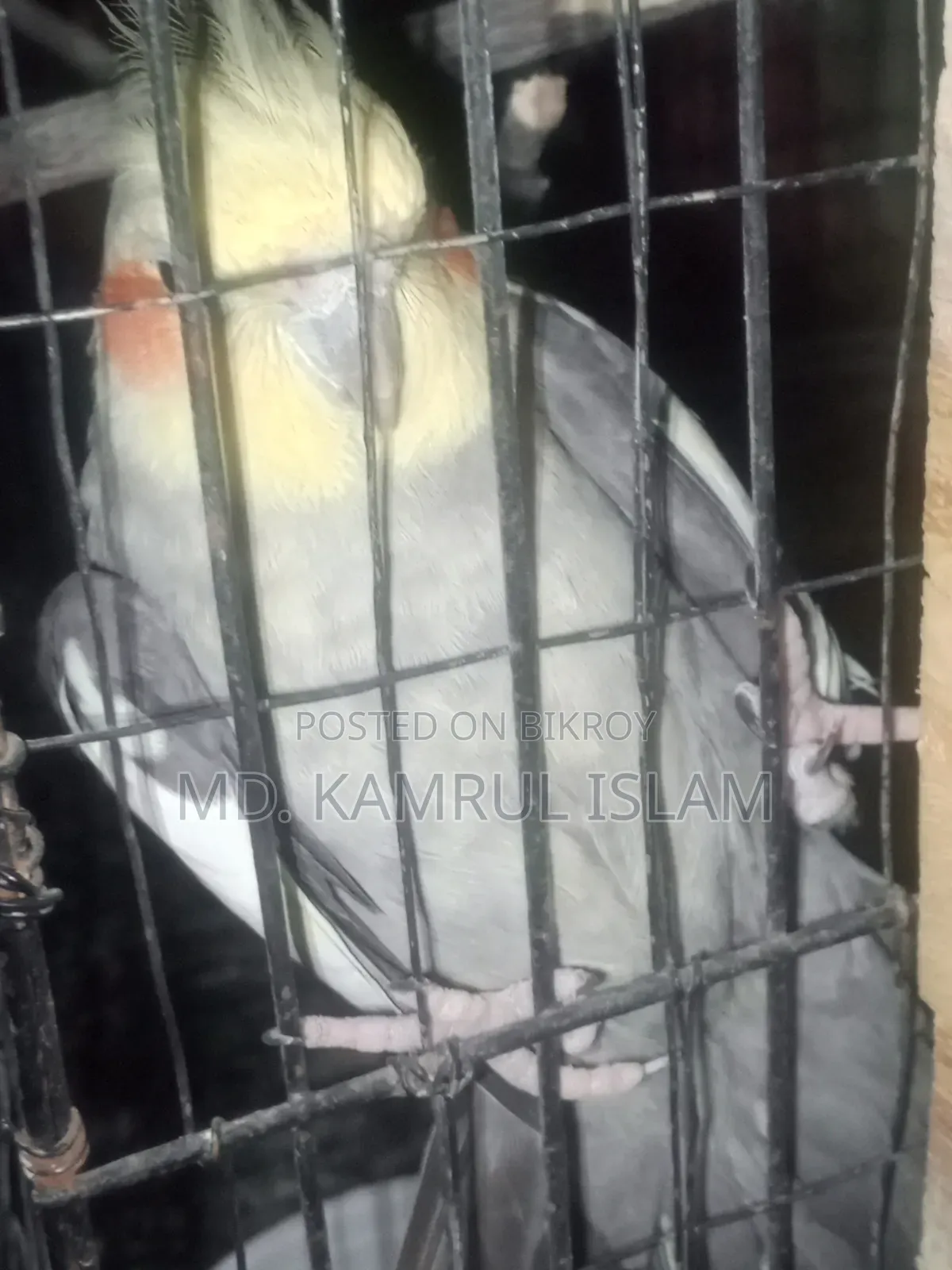 Cockatiel Bird