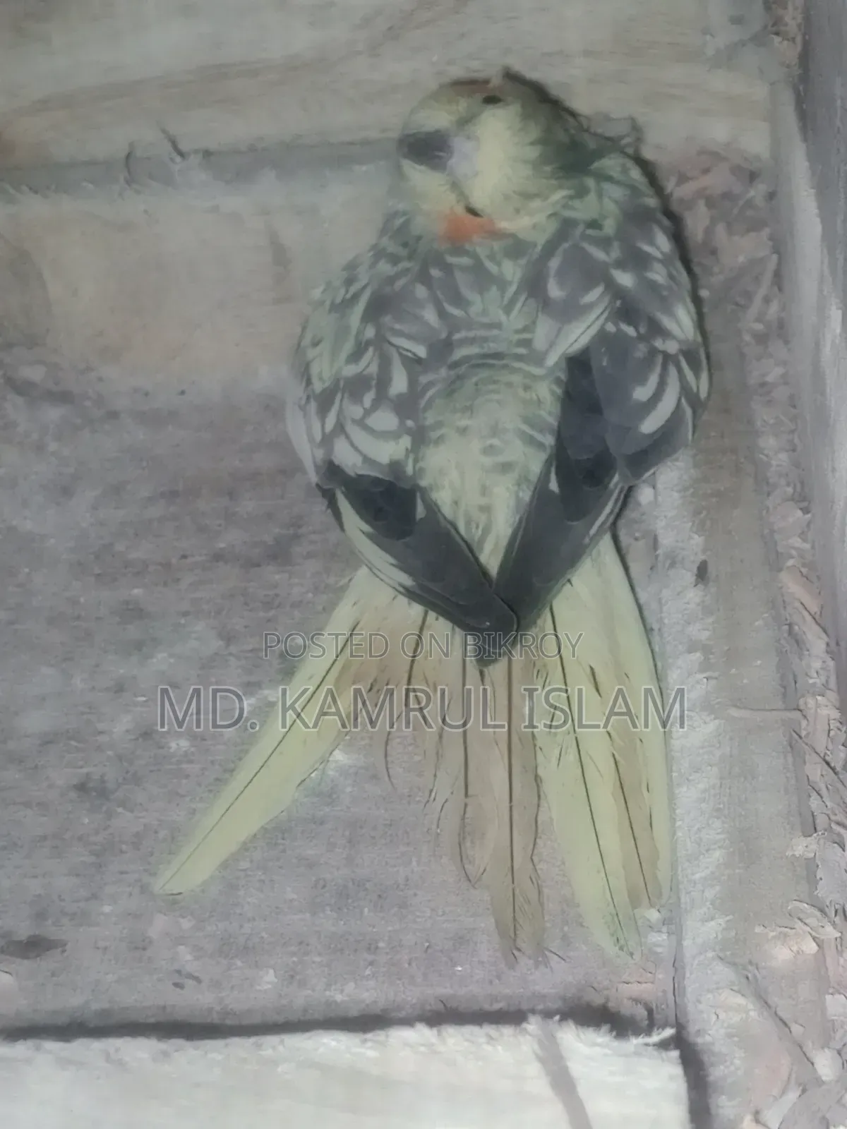Cockatiel Bird