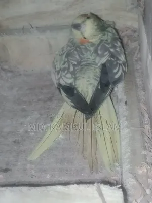 Cockatiel Bird