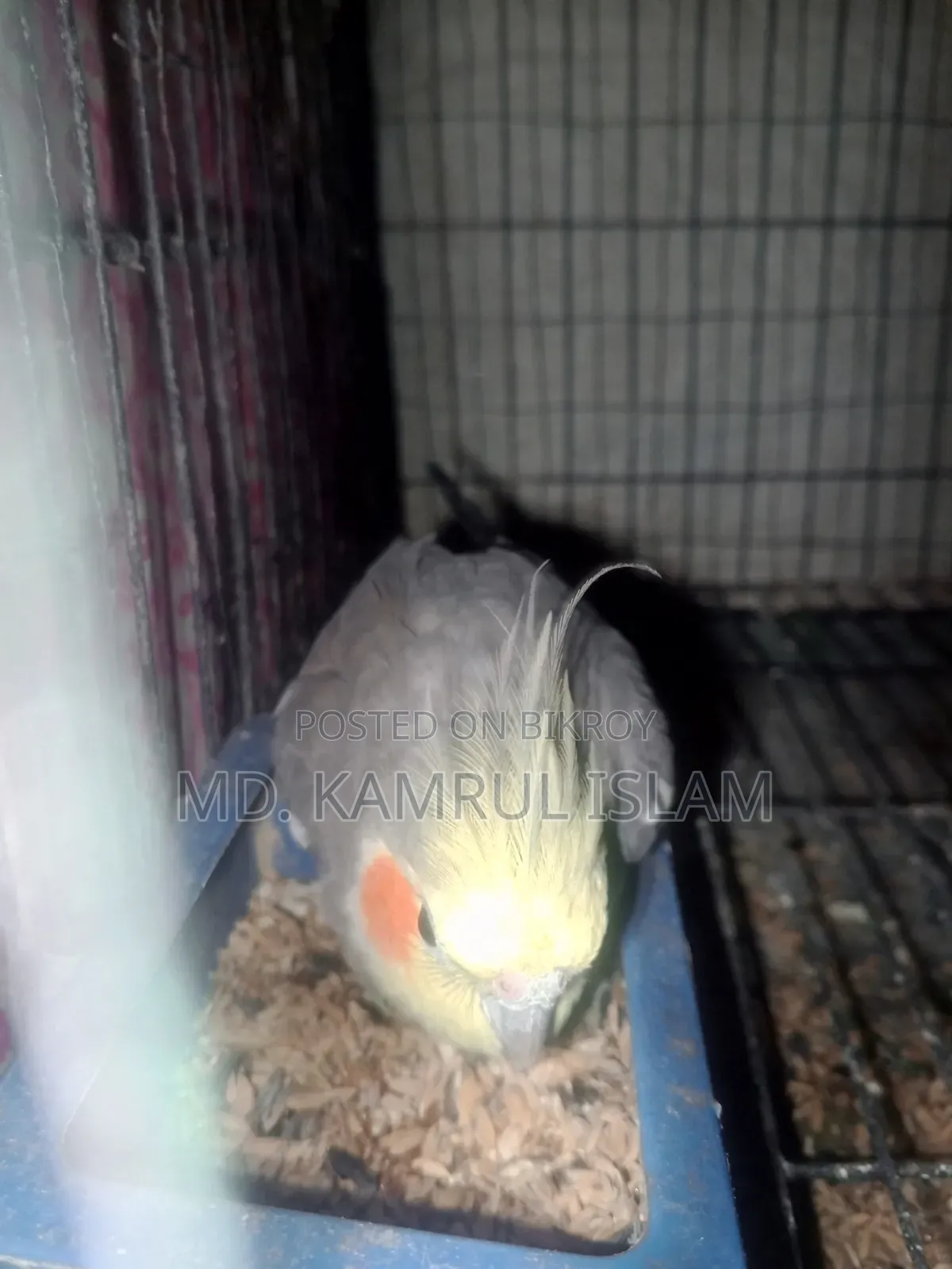 Cockatiel Bird