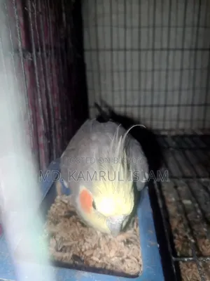 Cockatiel Bird
