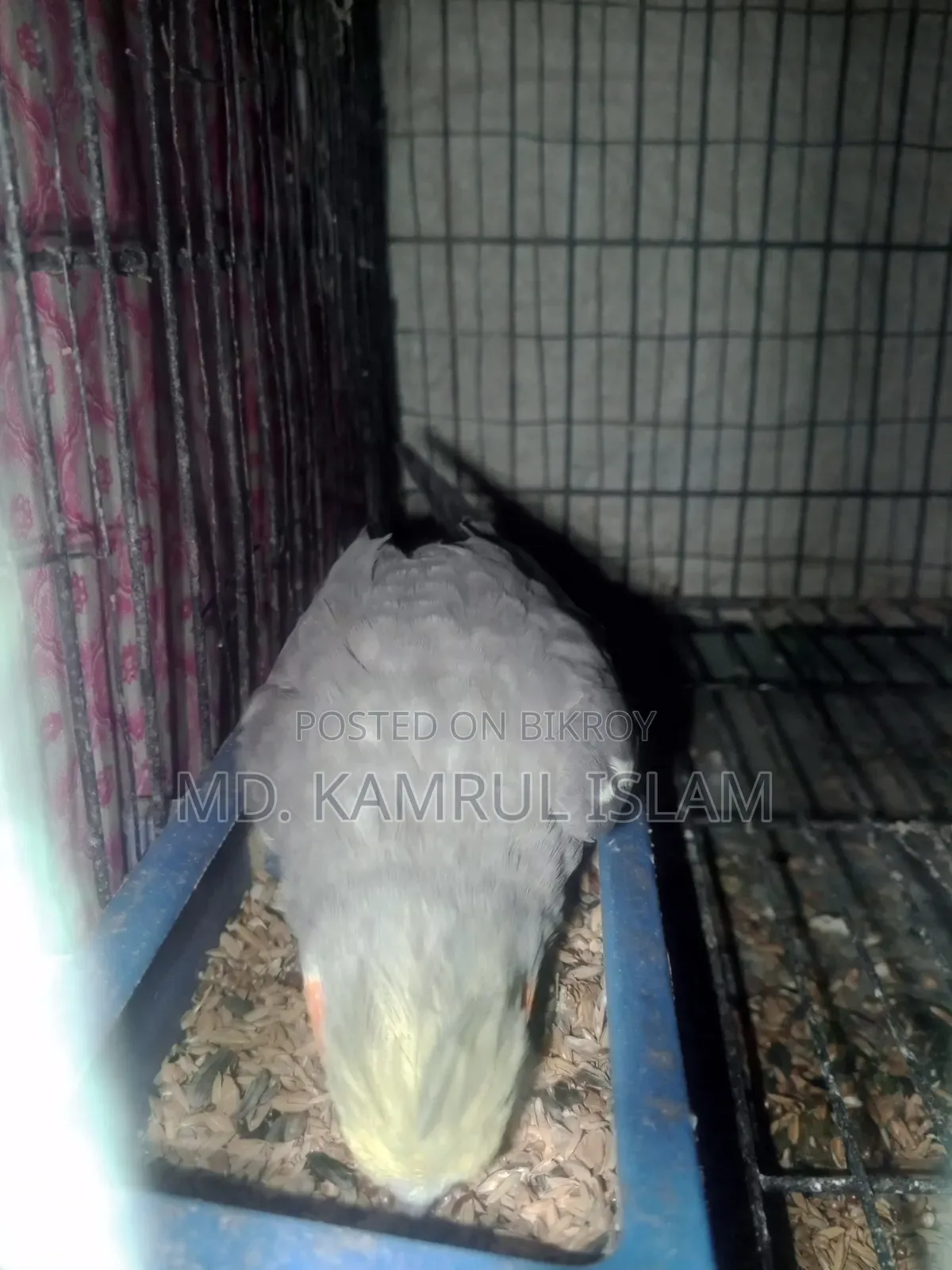 Cockatiel Bird