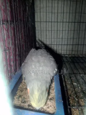 Cockatiel Bird